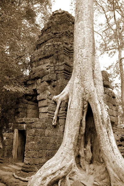 プローム Prohm カンボジアのシェムリアップ州アンコール 英語版 にある寺院の現代的な名前で もともとラジャヴィハラと呼ばれていた アンコール トムから1キロ東に位置し クメール王ジャヤヴァルマン7世によって設立されました — ストック写真