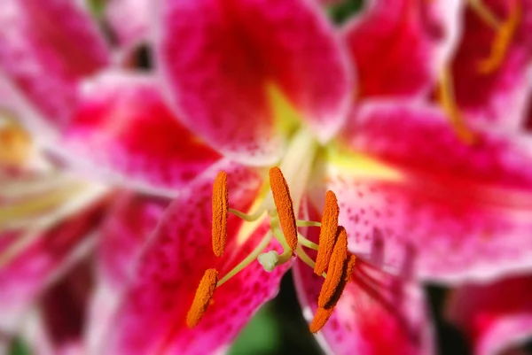 Uma Flor Lírio Vermelho Vista Perto — Fotografia de Stock