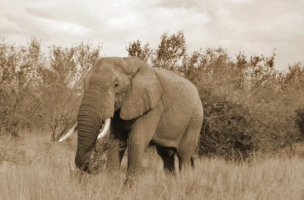 Πάρκο Kruger Στη Νότια Αφρική Αφρικανικοί Ελέφαντες Είναι Ελέφαντες Του — Φωτογραφία Αρχείου