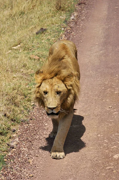 Der Löwe Ist Eine Der Großkatzen Der Gattung Panthera Und — Stockfoto