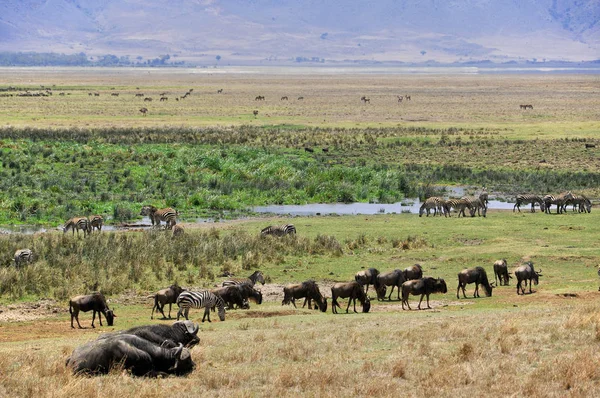 Many animals in the savannah of Africa