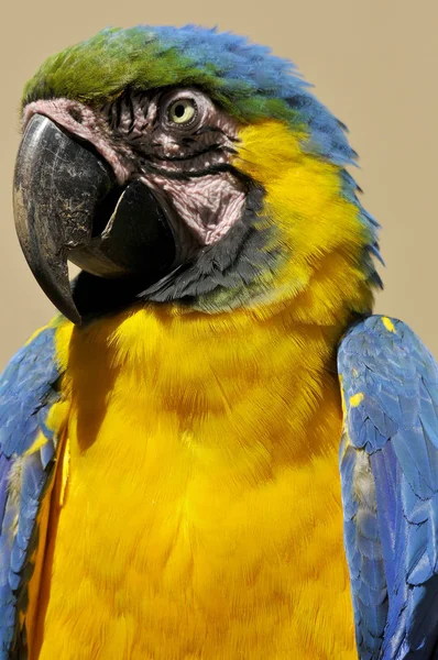 Blue Yellow Macaw Also Known Blue Gold Macaw Large Blue — Stock Photo, Image