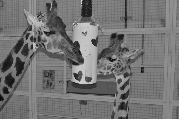 Jirafas Comiendo Pienso Zoológico — Foto de Stock