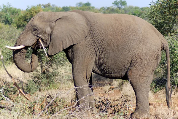 Ein Elefant Kruger Nationalpark Südafrika — Stockfoto