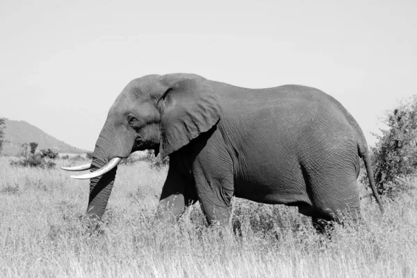 남아프리카의 크루거 아프리카코끼리는 로스코 Loxodonta 코끼리이며 현존하는 종으로 구성되어 아프리카코끼리와 — 스톡 사진