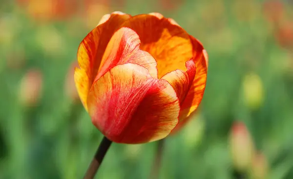 Gelbe Und Rote Tulpen Die Tulpe Ist Eine Mehrjährige Zwiebelpflanze — Stockfoto