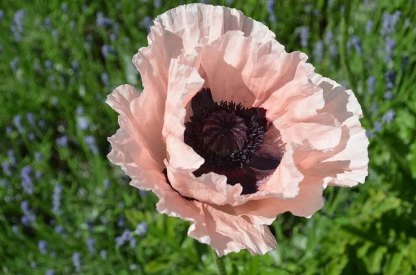 Papaveroideae Uma Espécie Planta Com Flor Pertencente Família Papaveraceae Papoilas — Fotografia de Stock