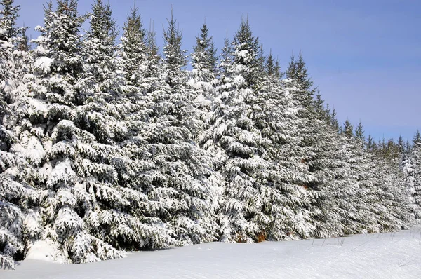 Drzewa Jodłowe Zimowym Krajobrazie Wschodnie Miasteczko Quebec Kanada — Zdjęcie stockowe
