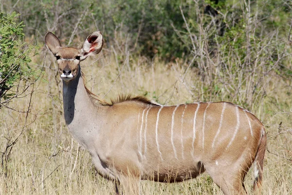 Greater Kudu Leśna Antylopa Występująca Wschodniej Południowej Afryce Pomimo Zajmowania — Zdjęcie stockowe