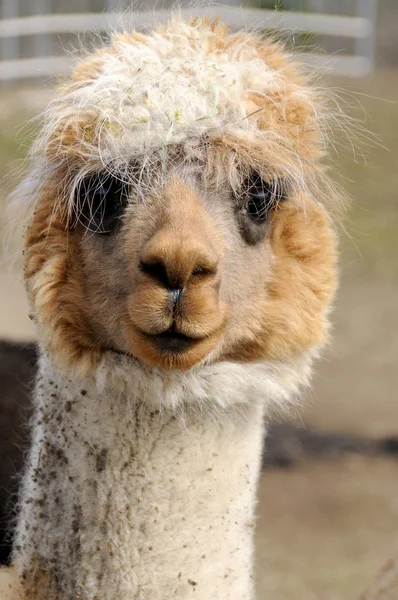 アルパカ Alpaca Vicugna Pacos 南米のラクダ科の家畜種である 見た目は小さなラマに似ています — ストック写真