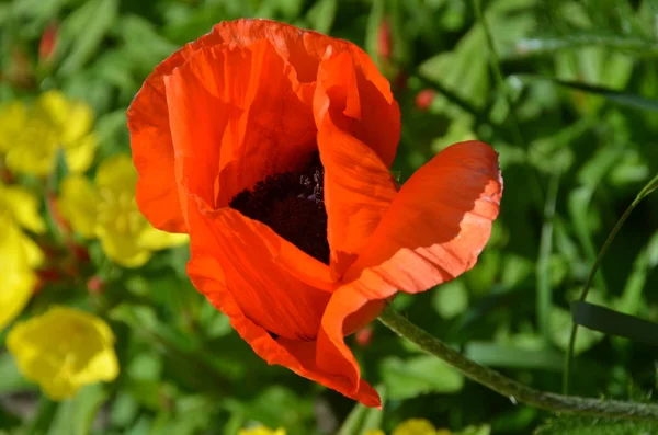 Мак Цветущее Растение Подсемействе Papaveroideae Семейства Papaveraceae Маки Травянистые Растения — стоковое фото