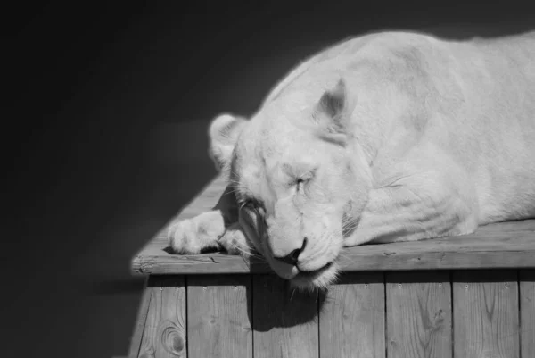 León Uno Los Cuatro Grandes Felinos Del Género Panthera Miembro — Foto de Stock