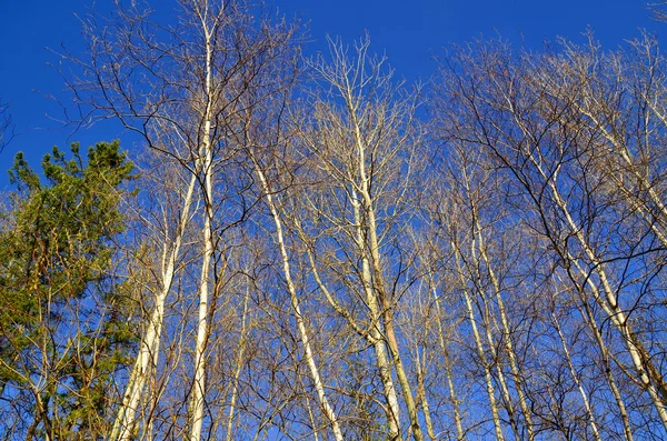 Mavi Gökyüzünün Dibinden Ağaçlar — Stok fotoğraf