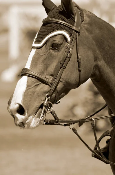 Bromont Canada July Thoroughbred Horse Close 2012 International Bromont July — Stock Photo, Image