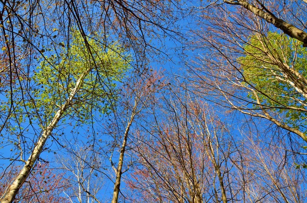 Primavera Galhos Árvores Floresta — Fotografia de Stock