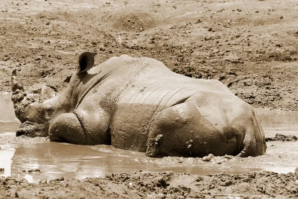 Белый Носорог Квадратные Губы Носорога Является Крупнейшим Самым Многочисленным Видом — стоковое фото