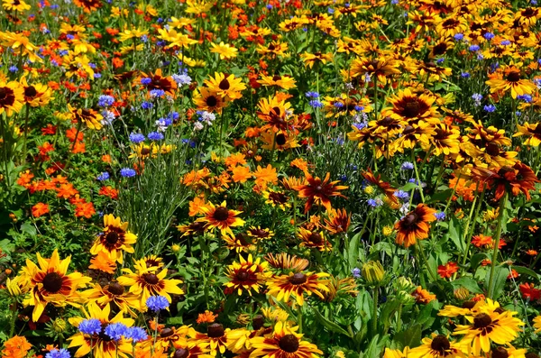 Rudbeckia Species Commonly Called Coneflowers Black Eyed Susans All Native — Stock Photo, Image