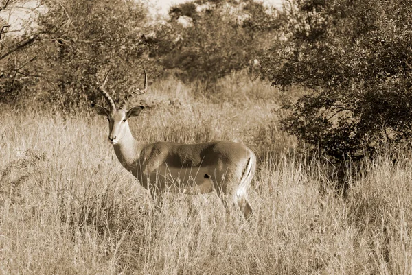 Kruger Park Sydafrika Impalan Aepyceros Melampus Medelstor Afrikansk Antilop Dess — Stockfoto