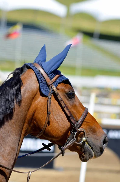 Bromont Canada Juli Thoroughbred Häst Närbild 2012 International Bromont Den — Stockfoto