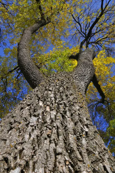 Vista Inferior Del Tronco Del Árbol Temporada Otoño Hojas Otoño — Foto de Stock