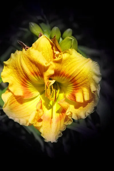 Lilie Nebo Lilium Rod Bylinných Kvetoucích Rostlin Vyrůstajících Cibulí Většina — Stock fotografie