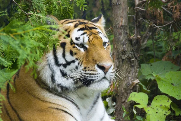 이거닫아 호랑이 Panthera Tigris 고양이 과에서 종이다 번째로 동물이다 북극곰과 — 스톡 사진