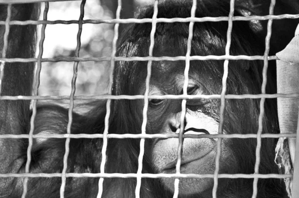 Schwarzer Affe Hinter Dem Käfig — Stockfoto