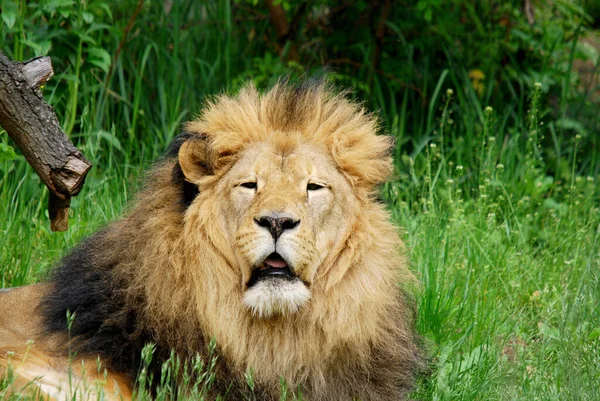 狮子是黑豹属的四只大猫之一 也是猫科动物中的一员 有些雄猫的体重超过250公斤 是继老虎之后的第二大活猫 — 图库照片