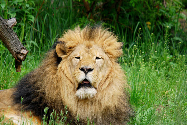 The lion is one of the four big cats in the genus Panthera, and a member of the family Felidae. With some males exceeding 250 kg in weight, it is the second-largest living cat after the tiger.