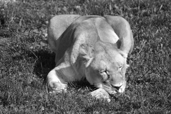 Lion Est Des Quatre Grands Félins Genre Panthera Membre Famille — Photo