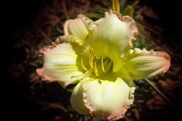 Gündüzleri Hemerocallis Bahçecilik Meraklıları Profesyonel Bahçıvanların Çekici Çiçekleri Için Uzun — Stok fotoğraf