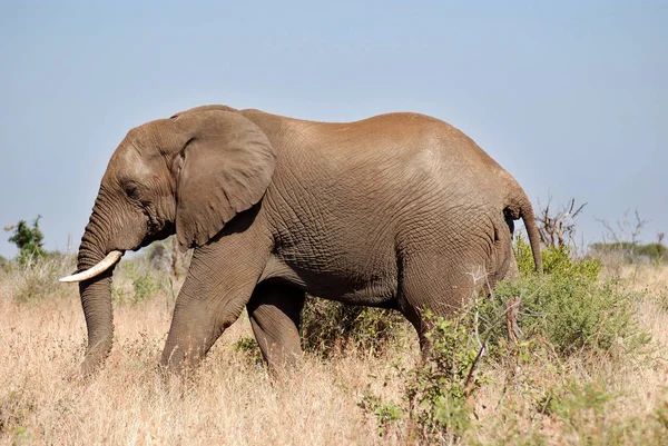 Elefante Nel Parco Nazionale Kruger Sud Africa — Foto Stock
