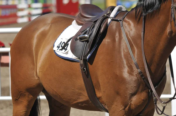 Bromont Canada Kuda Ras Murni Close Selama Tahun 2012 Bromont — Stok Foto