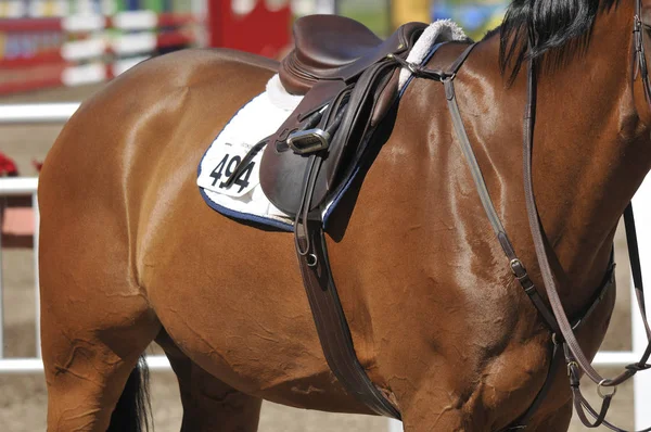 Bromont Canada Julho Close Cavalos Raça Pura Durante 2012 International — Fotografia de Stock