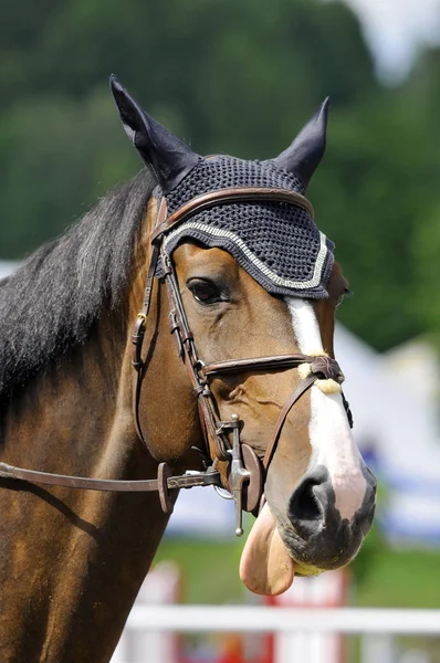 Bromont Canada July Penunggang Kuda Tidak Diketahui Selama Tahun 2012 — Stok Foto