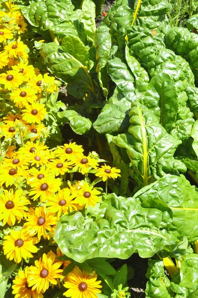 Bellissimo Giardino Botanico Con Fiori Piante — Foto Stock