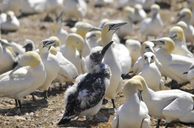 Kanada, Quebec Bonaventure Adası açıklarında güneşlenen kuzey sümsük kuşları kolonisi. Kuzey sümsük kuşu (