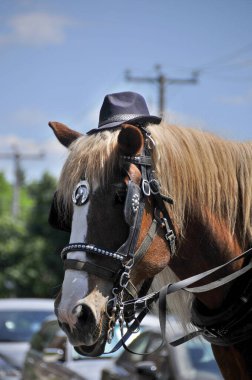 Karnavaldaki şapkalarla koşumlu komik atlar..