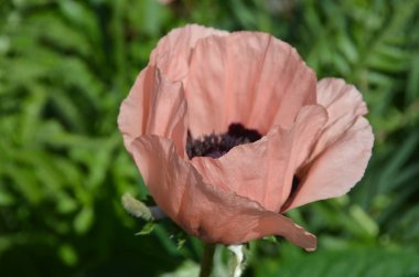 Haşhaş, Papaveroideae familyasının Papaveroideae alt familyasından bir bitki türü. Gelincikler otçul bitkilerdir, genellikle renkli çiçekleri için yetiştirilirler.. 