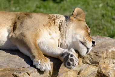 Safari parkındaki aslan Hemmingford, Quebec, Kanada