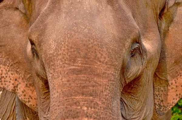 Азиатский Слон Лаосе — стоковое фото