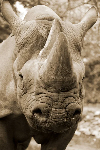 Bílý Nosorožec Nebo Nosorožec Hranatými Rty Největší Nejpočetnější Druh Nosorožce — Stock fotografie