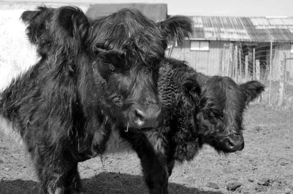 Belted Galloway Uma Raça Gado Bovino Herança Originária Galloway Sudoeste — Fotografia de Stock