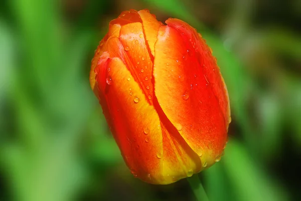 Gele Rode Tulpen Tulp Een Meerjarige Bolvormige Plant Met Opzichtige — Stockfoto