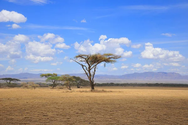 Bela Paisagem Savana Tanzânia — Fotografia de Stock