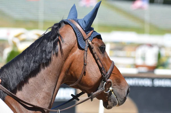 Bromont Canada July Thoroughbred Horse Close 2012 International Bromont Липня — стокове фото