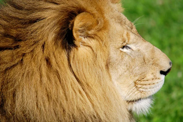 ライオンはパンテラ属の4匹の大きな猫のうちの1匹であり フェレイア科の一員である 体重が250Kgを超える雄もおり 虎に次いで2番目に大きい — ストック写真