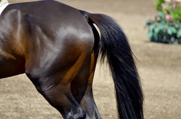 Bromont Canada July Kuda Ras Murni Close Selama Tahun 2012 — Stok Foto