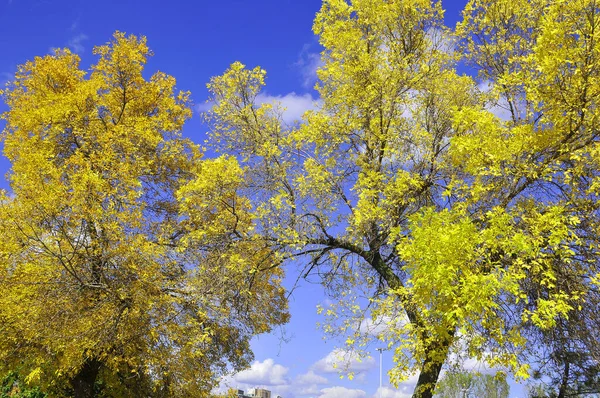 Folhas Outono Amarelas Contra Céu Azul — Fotografia de Stock