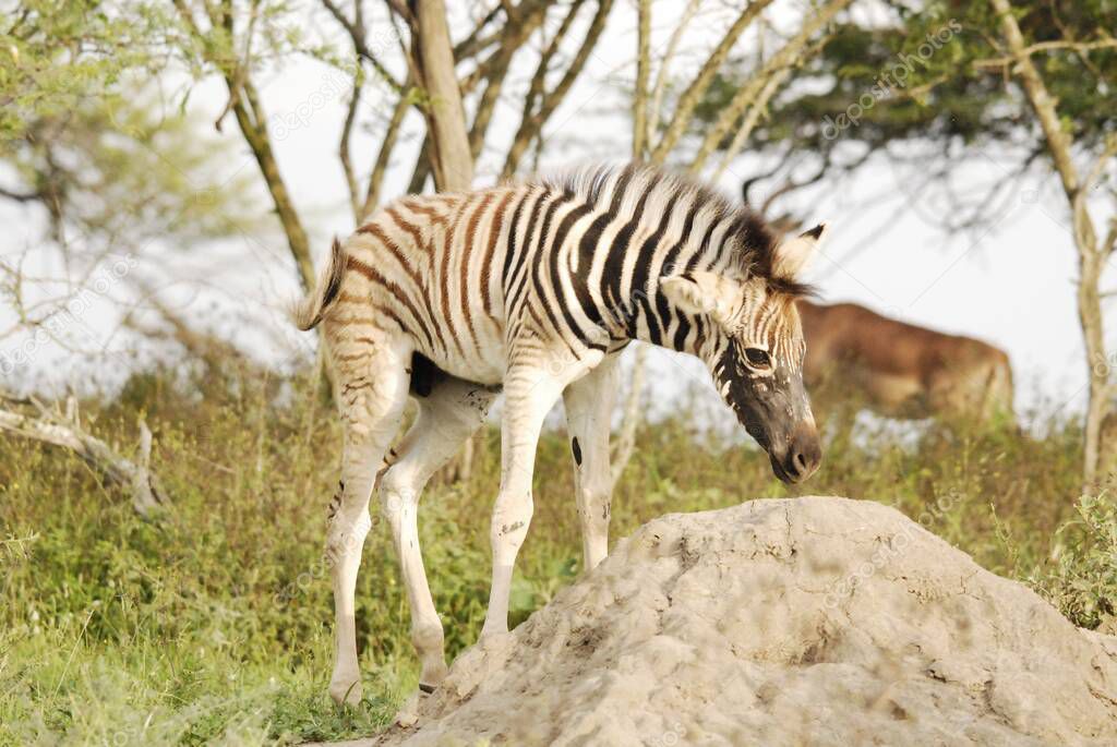Zebras in the Serengeti hosts the largest mammal migration in the world, which is one of the ten natural travel wonders of the world. The region contains several national parks and game reserves.